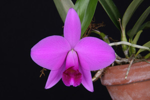 C. praestans Diamond Orchids HCC 79 pts.
